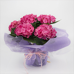 Hortensia Hydrangea